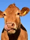 ulleo cow 1715829 jpg
