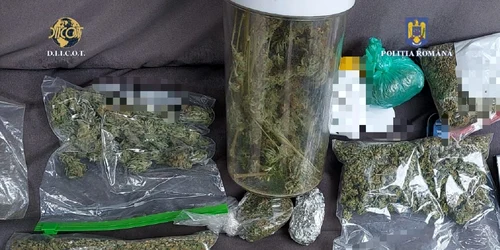 Canabis cultivat într-un apartament din Sibiu Foto IPJ Sibiu jpg