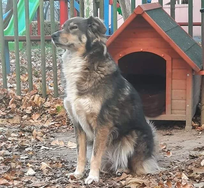 Jeny este căutată de tit cartierul FOTO: protectia Animalelor Galati/FB