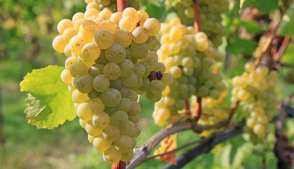 Producții bune în podgorii, viticultori nemulțumiți din cauza prețului mic. „Procesatorii au prețurile de acum 23 de ani”
