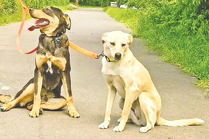 
    Luna şi Tazz, doi căţei de nădejdeFoto: adevarul.ro  