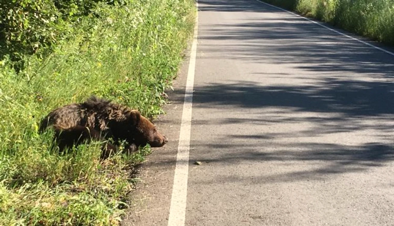 
    Un urs a murit după ce a zăcut în agonie pe marginea drumului, în Sibiufoto: oradesibiu.ro  