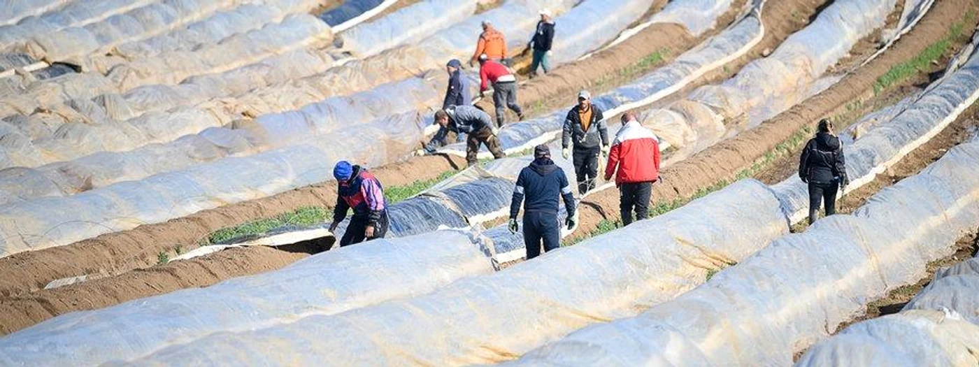 
    Recoltarea sparanghelului începe la sfârșitul lunii martie începutul lunii aprilieFoto: observatornews.ro  
