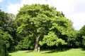 Paulownia tomentosa jpg
