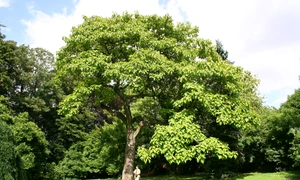 Paulownia tomentosa jpg