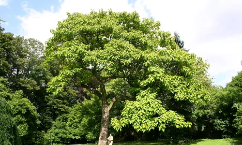 Paulownia tomentosa jpg
