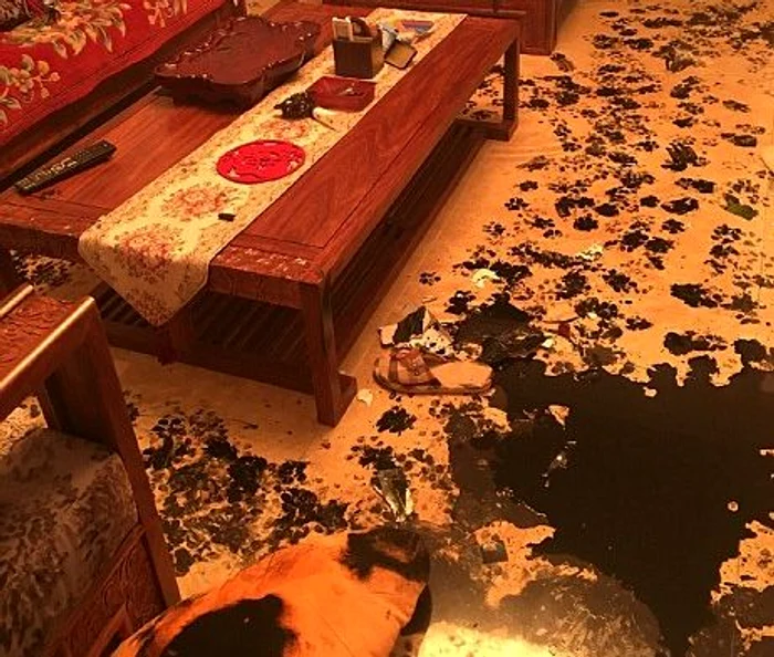 Un husky s-a distrat de minune în lipsa stăpânilorFoto: imgur