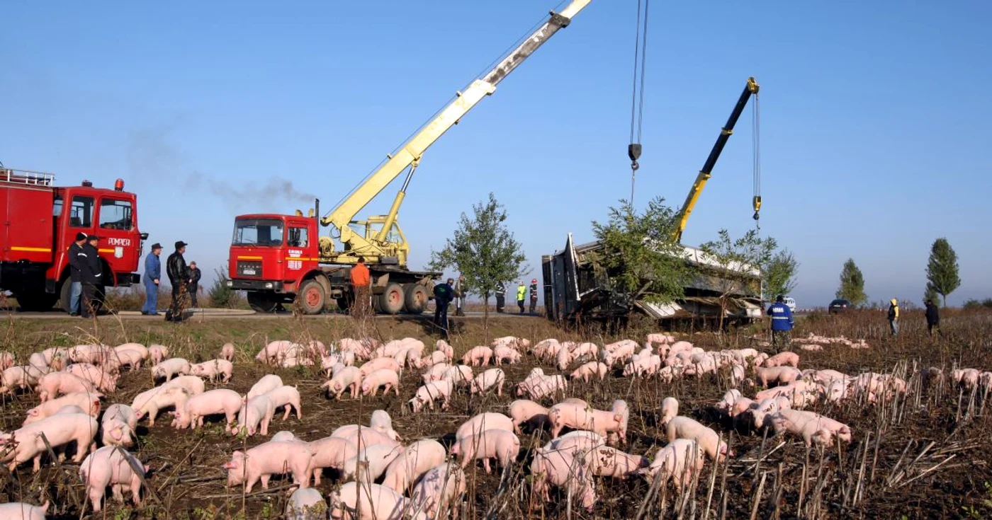 1400 de porci ajunsi pe camp-Foto.Bogdan Dimofte