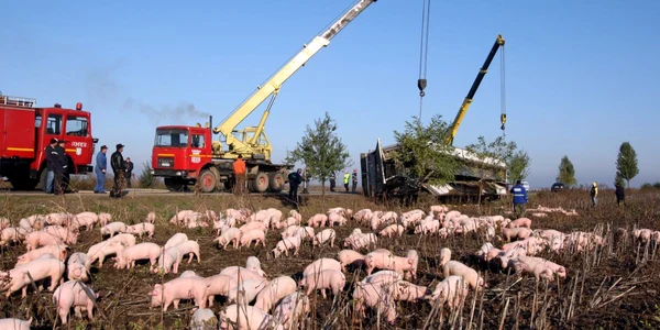 1400 de porci ajunsi pe camp-Foto.Bogdan Dimofte