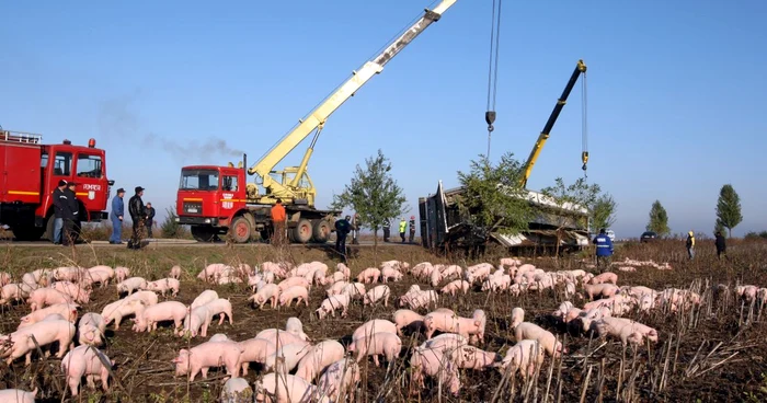 1400 de porci ajunsi pe camp-Foto.Bogdan Dimofte
