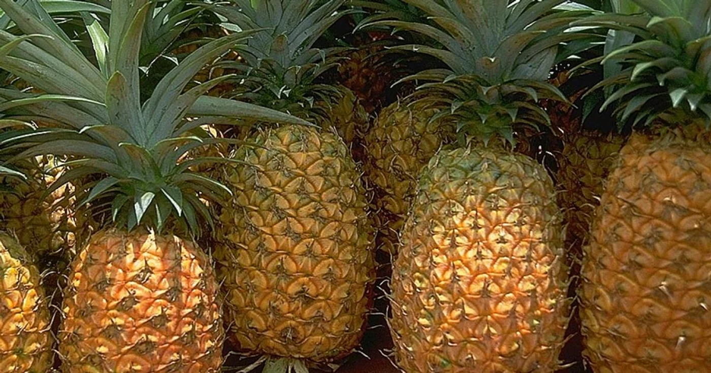 calarasi ananas