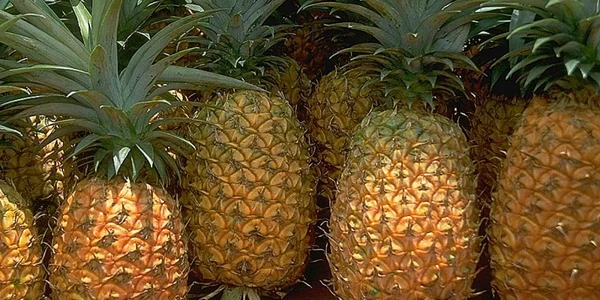 calarasi ananas