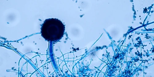 aspergillus niger oryze mold under 600nw 2143168791 webp