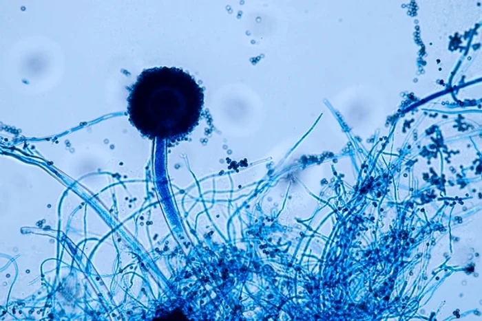 Ciuperca Aspergillus se răspândește repede Foto: Shuterstock