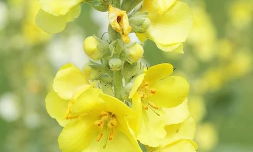 lumanarica planta 0 jpeg