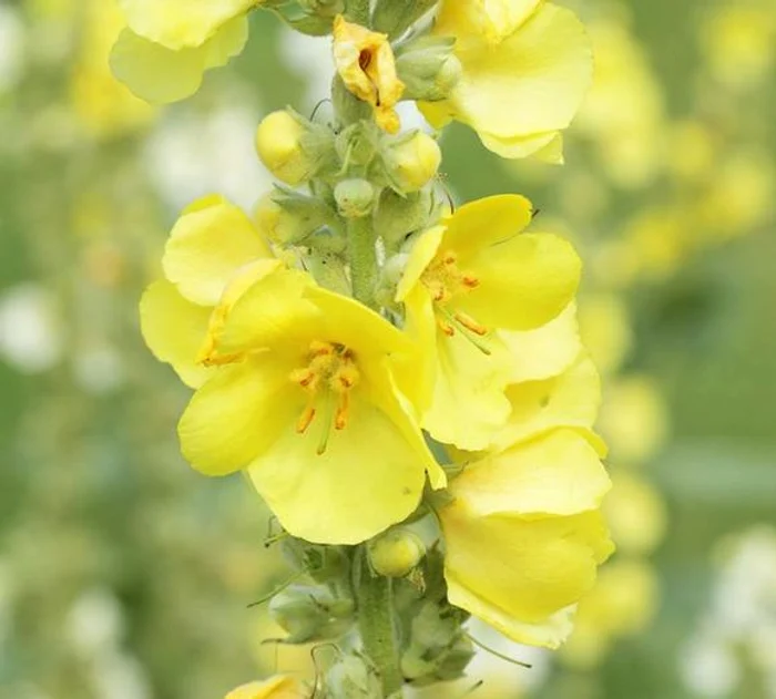 
    Lumânărica are  acţiune expectorantă, emolientă, sudorifică, diuretică şi astringentă  