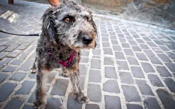 Teddy a fost pierdut sau abandonat şi vrea să îşi găsească un stăpân iubitor. FOTO: Asociatia pentru Protectia Animalelor ANU