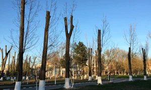 E caraghios să salvezi un copac? jpeg