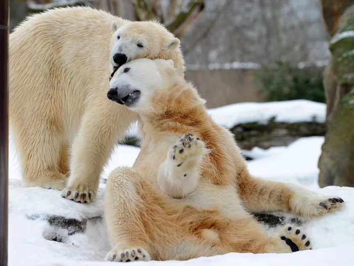 Juventus şi Bayern, doar remiză albă la Munchen
