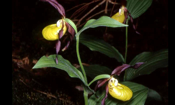 or jpg