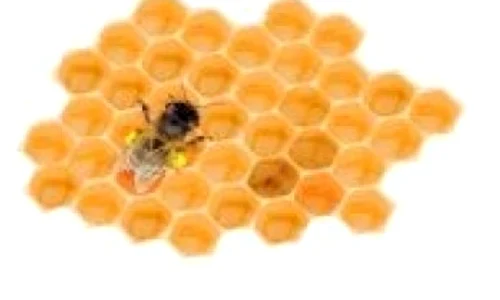 propolis jpeg