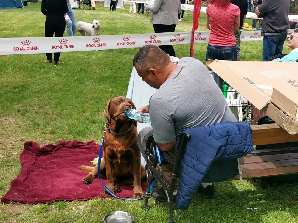 Expo canin Timişoara FOTO Ş.Both
