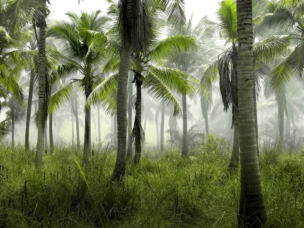 Copacul exotic care rezistă la ger și secetă în România / Foto: Pixabay 