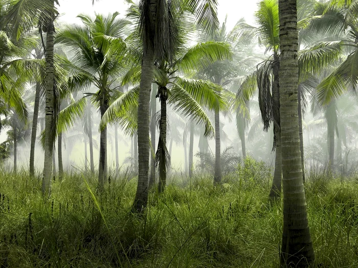 Copacul exotic care rezistă la ger și secetă în România / Foto: Pixabay