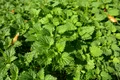 stinging nettles 228246 640 5 jpeg