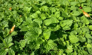 stinging nettles 228246 640 5 jpeg