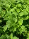 stinging nettles 228246 640 5 jpeg