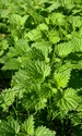 stinging nettles 228246 640 5 jpeg