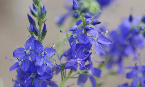 1 66548 original jpg jpeg