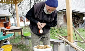 De pe o singură plantă a reuşit să adune 45 kg de fructe jpeg