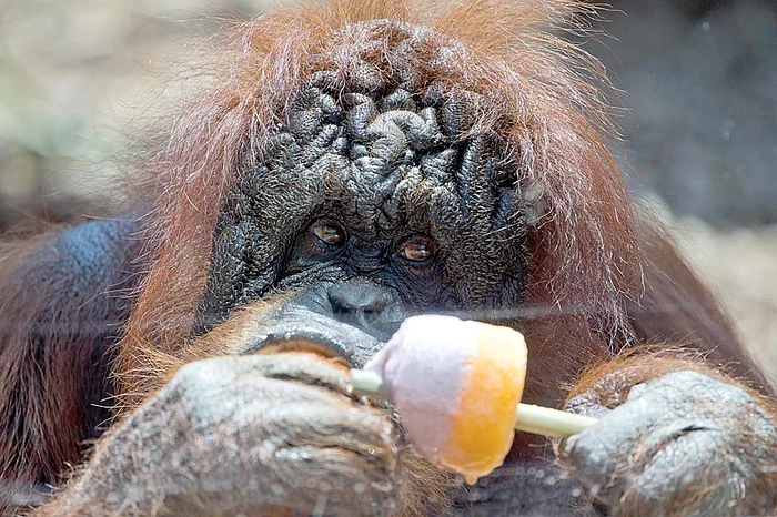 Italia – Roma 39,7 grade Celsius