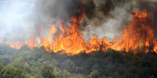 Incendiu in Algeria FOTO EPA-EFE