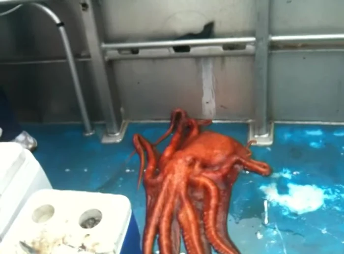 Caracatiţa a fost fimată pe un vas aflat în Alaskacaptură video