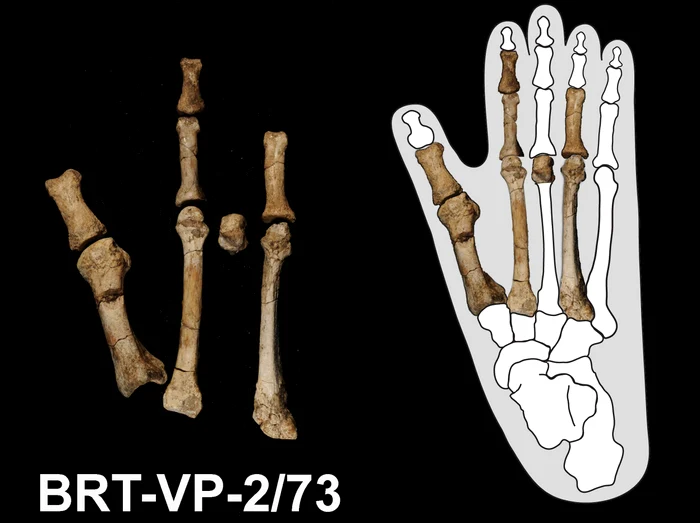 FOTO Arizona State University