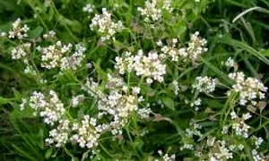 traista ciobanului jpg 0 jpeg