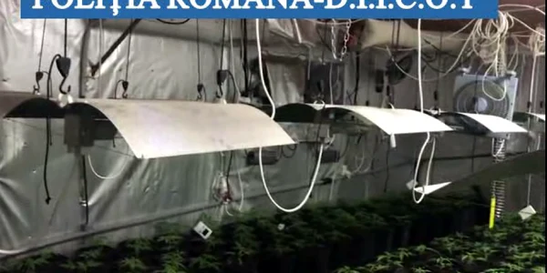 cannabis gura ocnitei