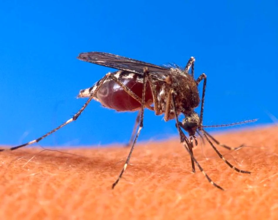 
    În loc să te îmbolnăvească, ţânţarii te vor putea vaccina  