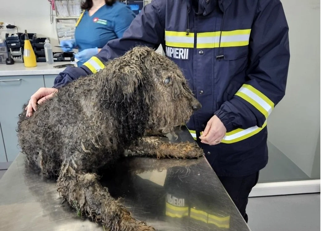 Câinele a fost dus la o clinică veterinară FOTO: ISU Sibiu