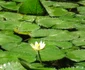 moneasa