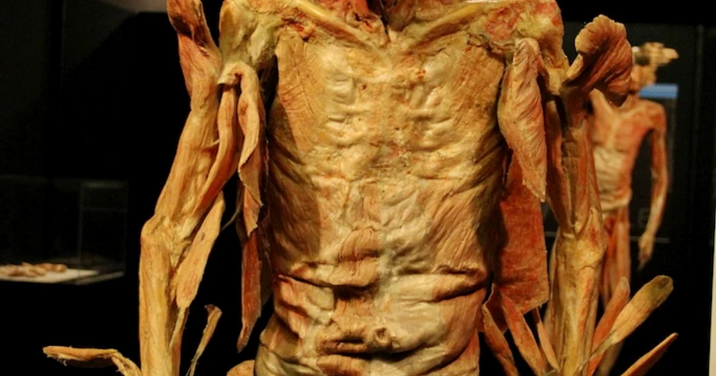 Our Body Universul interior - expoziţia corpului uman Sursa UEG