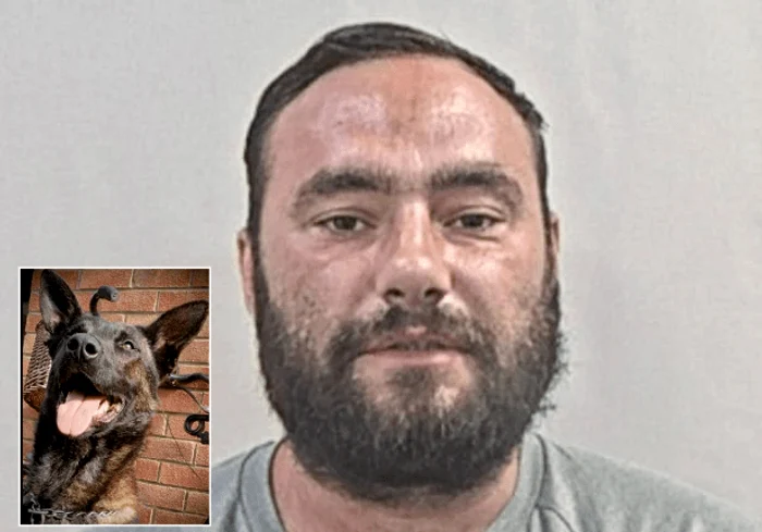 Bărbatul l-a mușcat pe câinele-polițist Xander de cap