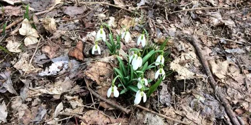 Ghiocei din Pădurea Babadag Foto Sînziana Ionescu