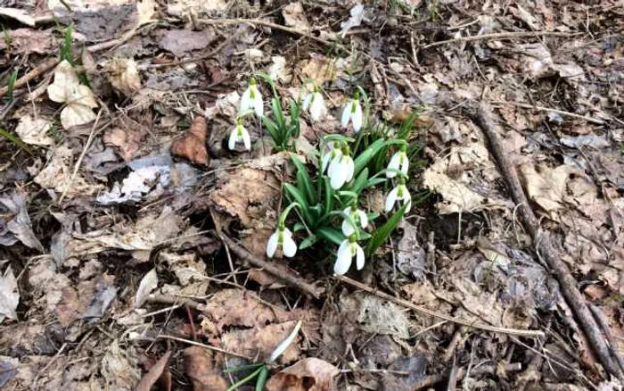 Ghiocei din pădurea Babadag Foto Sînziana Ionescu