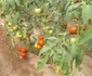 Roșiile produse în solar vor ajunge pe tarabele din piețe. FOTO Sanziana Banica