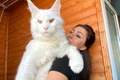 pisica main coon jpg