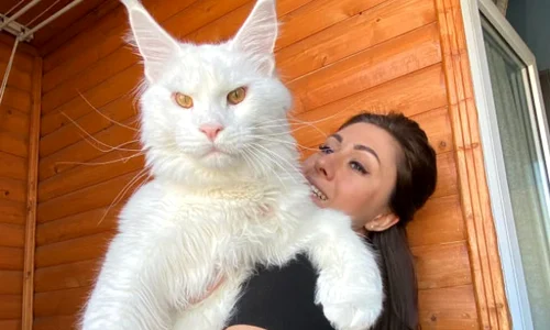 pisica main coon jpg